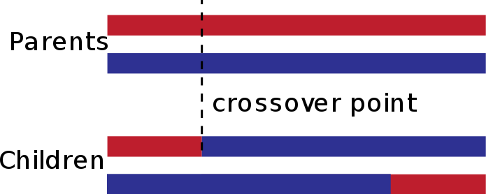 Wrong single-point crossover